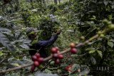 Petani memetik buah kopi di kebun kopi lahan Perhutani, Ciwidey, Kabupaten Bandung, Jawa Barat, Jumat (23/2). Tahun 2018, Pemerintah akan memberikan hak pengelolaan perhutanan sosial kepada sejumlah kelompok masyarakat di berbagai wilayah, pada tahap pertama Pemerintah telah memberikan hak pengelolaannya kepada 22 kelompok masyarakat diberbagai daerah dan tahap kedua akan dilakukan pada bulan Maret mendatang di wilayah Tuban, Malang, Blora dan Bandung. ANTARA JABAR/Khairizal Maris/agr/18