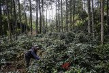 Petani memetik buah kopi di kebun kopi lahan Perhutani, Ciwidey, Kabupaten Bandung, Jawa Barat, Jumat (23/2). Tahun 2018, Pemerintah akan memberikan hak pengelolaan perhutanan sosial kepada sejumlah kelompok masyarakat di berbagai wilayah, pada tahap pertama Pemerintah telah memberikan hak pengelolaannya kepada 22 kelompok masyarakat diberbagai daerah dan tahap kedua akan dilakukan pada bulan Maret mendatang di wilayah Tuban, Malang, Blora dan Bandung. ANTARA JABAR/Khairizal Maris/agr/18