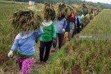 Buruh tani menggotong padi hasil panen di salah satu kawasan lumbung padi nasional di Kwadungan, Ngawi, Jawa Timur, Sabtu (3/2). Badan Ketahanan Pangan Kementerian Pertanian memprediksi ketersediaan beras nasional pada triwulan pertama di tahun 2018 dalam batas aman bahkan surplus. Hal ini terlihat dari proyeksi luas panen selama Januari hingga Maret yang dihitung mencapai 3,6 juta hektare. Antara jatim/Ari Bowo Sucipto/zk/18.