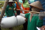 Buruh tani menggotong padi hasil panen di salah satu kawasan lumbung padi nasional di Kwadungan, Ngawi, Jawa Timur, Sabtu (3/2). Badan Ketahanan Pangan Kementerian Pertanian memprediksi ketersediaan beras nasional pada triwulan pertama di tahun 2018 dalam batas aman bahkan surplus. Hal ini terlihat dari proyeksi luas panen selama Januari hingga Maret yang dihitung mencapai 3,6 juta hektare. Antara Jatim/Ari Bowo Sucipto/zk/18.