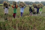 Buruh tani menggotong padi hasil panen di salah satu kawasan lumbung padi nasional di Kwadungan, Ngawi, Jawa Timur, Sabtu (3/2). Badan Ketahanan Pangan Kementerian Pertanian memprediksi ketersediaan beras nasional pada triwulan pertama di tahun 2018 dalam batas aman bahkan surplus. Hal ini terlihat dari proyeksi luas panen selama Januari hingga Maret yang dihitung mencapai 3,6 juta hektare. Antara jatim/Ari Bowo Sucipto/zk/18.