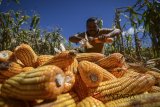 Petani memanen jagung di Desa Sekeangkrih, Kabupaten Bandung, Jawa Barat, Selasa (20/2). Kementerian Pertanian akan mengekspor jagung ke sejumlah Negara di Asia Tenggara untuk mengantisipasi anjloknya harga jagung domestik yang saat ini berada di kisaran Rp 2.000 hingga Rp 2.500 per kilogram. ANTARA JABAR/Raisan Al Farisi/agr/18