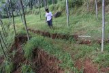 Hafid (75) menunjukkan tanah yang retak di Desa Arjasa, Jember, Jawa Timur, Rabu (7/2). Tanah kebun perbukitan tersebut retak sepanjang 100 meter dengan lebar retakan tanah 1 meter di Dusun Calok, Desa Arjasa mengancam terjadinya longsor pemukiman warga sekitar 40 kepala keluarga. Antara Jatim/Seno/18.