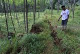 Hafid (75) menunjukkan tanah yang retak di Desa Arjasa, Jember, Jawa Timur, Rabu (7/2). Tanah kebun perbukitan tersebut retak sepanjang 100 meter dengan lebar retakan tanah 1 meter di Dusun Calok, Desa Arjasa mengancam terjadinya longsor pemukiman warga sekitar 40 kepala keluarga. Antara Jatim/Seno/18.