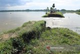 Sejumlah warga di lokasi tanggul Kali Gawe di Desa Sambiroto, Kecamatan Kapas, Bojonegoro, Jawa Timur, yang jebol sekitar 15 meter, Minggu (25/2). Akibat jebolnya tanggul Kali Gawe yang menjadi muara pematusan kota itu, air banjir merendam puluhan hektare tanaman padi di sejumlah desa di Kecamatan Kapas dan Kota. Antara Jatim/Slamet Agus Sudarmojo/zk/18