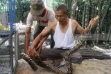 Warga mengukur ular phyton (Malayophython reticulatus) tangkapan di pemandian Wendit Lanang, Malang, Jawa Timur, Rabu (21/2). Ular dengan sepanjang 3,6 meter  tersebut ditangkap warga karena meresahkan pengunjung pemandian. Antara Jatim/Ari Bowo Sucipto/zk/18.