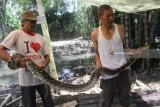 Warga mengukur ular phyton (Malayophython reticulatus) tangkapan di pemandian Wendit Lanang, Malang, Jawa Timur, Rabu (21/2). Ular dengan sepanjang 3,6 meter  tersebut ditangkap warga karena meresahkan pengunjung pemandian. Antara Jatim/Ari Bowo Sucipto/zk/18.