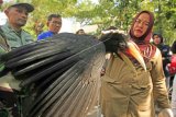 Dokter hewan Balai Konservasi Sumber Daya Alam (BKSDA) memeriksa anak Siamang (Symphalangus syndactylus) yang baru diserahkan warga di Banda Aceh, Aceh, Senin (12/2). BKSDA Aceh menerima seekor anak siamang, burung Rangkong, Trenggiling dan kura-kura dari warga yang diserahkan melalui Kodim 0101/BS Aceh Besar untuk dikembalikan kehabitatnya. (ANTARA FOTO/Irwansyah Putra/ama/18)