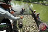 Kelompok budidaya ikan lele panen perdana