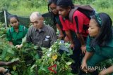 Peneliti Jepang kembangkan bibit kedelai di Jayapura