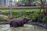 Wisatawan melihat aktivitas gajah saat libur Imlek di kebun binatang Bali Zoo di Gianyar, Bali, Jumat (16/2). Jumlah Kunjungan wisatawan ke Bali Zoo saat libur Imlek 2018 meningkat mencapai 125 persen dibanding hari biasa yang hanya 800 orang pengunjung per hari. ANTARA FOTO/Wira Suryantala/wdy/2018.