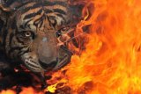 Pemusnahan Barang Bukti Offset Harimau