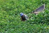 Seorang warga mencari tanaman kangkung yang tumbuh liar dengan menggunakan perahu di aliran sungai Desa Blang Balee, Samatiga, Aceh Barat, Aceh, Senin (19/2). Sejumlah warga di kawasan tersebut dapat mengumpulkan tanaman kangkung yang tumbuh liar 20 sampai 35 ikat setiap harinya untuk dikonsumsi sendiri dan dijual dengan harga Rp1.000 per ikat. (ANTARA FOTO/Syifa Yulinnas/foc/18)