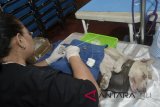 Petugas medis melakukan operasi sterilisasi atau pemandulan terhadap seekor anjing peliharaan warga saat program vaksinasi, kastrasi, dan sterilisasi hewan penular rabies di Denpasar, Bali, Minggu (25/2). Program yang digelar secara gratis oleh Pemkot Denpasar itu guna mengontrol populasi hewan penular rabies sekaligus mengantisipasi kasus penularan penyakit anjing gila tersebut. ANTARA FOTO/Fikri Yusuf/wdy/2018