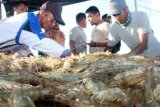 Sejumlah pekerja menyortir udang vaname saat panen di Desa Suak Pandan, Kecamatan Samatiga, Aceh Barat, Aceh, Jumat (16/2). Para pengusaha udang vaname di Provinsi Aceh mengaku, permintaan udang vaname kualitas ekspor setiap bulan mencapai 500 ton yang dikirim ke beberapa Negara ASEAN dengan harga jual berkisar antara Rp 48.000 - Rp 94.000 per kilogram tergantung besar kecil ukuran udang. (ANTARA FOTO/Syifa Yulinnas/ama/18)