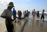 Sejumlah nelayan tradisional menarik pukat darat di perairan pantai Desa Suak Timah, Samatiga, Aceh Barat, Aceh, Minggu (18/2). Hasil tangkapan nelayan pukat darat di kawasan itu sejak sepekan terakhir menurun drastis akibat tidak menentunya cuaca. Dalam sekali melabuh pukat mereka hanya memperoleh ikan sebanyak setengah sampai satu keranjang. (ANTARA FOTO/Syifa Yulinnas/kye/18)