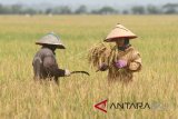 Sejumlah buruh tani memotong padi di area persawahan Desa Paya Demam Dua, Pante Bidari, Aceh Timur, Aceh, Sabtu (24/2). Badan Pusat Statistik (BPS) mencatat upah nominal harian buruh tani nasional pada Januari 2018 naik sebesar 1,07 persen dibanding upah buruh tani Desember 2017 yaitu dari Rp50.568 perhari menjadi Rp51.110 perhari sementara upah buruh tani di Provinsi Aceh juga mengalami kenaikan dari Rp70.000 perhari menjadi Rp90.000 perhari. ANTARA FOTO/Syifa Yulinnas/wdy/2018.