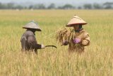 Sejumlah petani memotong padi di area persawahan Desa Paya Demam Dua, Pante Bidari, Aceh Timur, Aceh, Sabtu (24/2). Badan Pusat Statistik (BPS) mencatat upah nominal harian buruh tani nasional pada Januari 2018 naik sebesar 1,07 persen dibanding upah buruh tani Desember 2017 yaitu dari Rp50.568 perhari menjadi Rp51.110 perhari sementara upah buruh tani di Provinsi Aceh juga mengalami kenaikan dari Rp70.000 perhari menjadi Rp90.000 perhari. ANTARA FOTO/Syifa Yulinnas/nz/18.