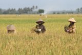 Sejumlah petani memotong padi di area persawahan Desa Paya Demam Dua, Pante Bidari, Aceh Timur, Aceh, Sabtu (24/2). Badan Pusat Statistik (BPS) mencatat upah nominal harian buruh tani nasional pada Januari 2018 naik sebesar 1,07 persen dibanding upah buruh tani Desember 2017 yaitu dari Rp50.568 perhari menjadi Rp51.110 perhari sementara upah buruh tani di Provinsi Aceh juga mengalami kenaikan dari Rp70.000 perhari menjadi Rp90.000 perhari. ANTARA FOTO/Syifa Yulinnas/nz/18.