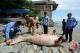 Ikan Dugong mati terdampar