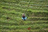 Petani menyeberangi bukit pegunungan menggunakan ered atau gowes di Desa Sundakerta, Kabupaten Tasikmalaya, Jawa Barat, Selasa (27/3). Kelompok tani karya mukti membuat alat transportasi penyeberangan gowes sepanjang 120 meter untuk memudahkan pendistribusian pupuk dan hasil panen dan mengurangi biaya angkut, karena lahan pertanian di daerah tersebut berada di kawasan pegunungan atau perbukitan. ANTARA JABAR/Adeng Bustomi/agr/18