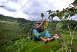 Petani menyeberangi bukit pegunungan menggunakan ered atau gowes di Desa Sundakerta, Kabupaten Tasikmalaya, Jawa Barat, Selasa (27/3). Kelompok tani karya mukti membuat alat transportasi penyeberangan gowes sepanjang 120 meter untuk memudahkan pendistribusian pupuk dan hasil panen dan mengurangi biaya angkut, karena lahan pertanian di daerah tersebut berada di kawasan pegunungan atau perbukitan. ANTARA JABAR/Adeng Bustomi/agr/18