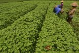 Buruh tani memanen sayur bayam di Gunung Cupu, Kabupaten Ciamis, Jawa Barat, Kamis (22/3). Kementrian Pertanian akan memprioritaskan program perbenihan dalam Rencana Kerja Pemerintah (RKP) 2018, dan menganggarkan dana sebesar Rp2,1 triliun khusus untuk perbenihan hortikultura dan perkebunan. ANTARA JABAR/Adeng Bustomi/agr/18