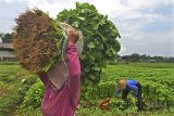 Buruh tani memanen sayur bayam di Gunung Cupu, Kabupaten Ciamis, Jawa Barat, Kamis (22/3). Kementrian Pertanian akan memprioritaskan program perbenihan dalam Rencana Kerja Pemerintah (RKP) 2018, dan menganggarkan dana sebesar Rp2,1 triliun khusus untuk perbenihan hortikultura dan perkebunan. ANTARA JABAR/Adeng Bustomi/agr/18