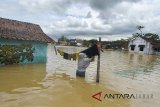 Warga menjemur pakaian di depan rumahnya saat banjir melanda Desa Tanjungsari, Kabupaten Tasikmalaya, Jawa Barat, Senin (12/3). Akibat luapan anak sungai Citanduy, Cikidang ditambah intensitas curah hujan yang tinggi mengakibatkan 220 rumah terendam banjir setinggi 60 cm di empat kampung diantaranya Kampung Bojongsoban, Bojongwaru, Hegarsari dan Cicalung. ANTARA JABAR/Adeng Bustomi/agr/18 