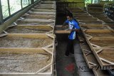 Peternak muda IPB memanen Ulat Hongkong (Tenebrio Molitor) di Sugeng Jaya Farm, Laboratorium Lapang Fakultas Peternakan IPB Dramaga, Kabupaten Bogor, Jawa Barat, Kamis (15/3). Ulat Hongkong untuk kebutuhan pakan burung dan umpan pancing tersebut dipanen sebanyak 2 hingga 2,5 kwintal per minggu untuk memenuhi tingginya permintaan ke berbagai wilayah di Kota dan Kabupaten Bogor dengan harga Rp.45 ribu per kilogram. ANTARA JABAR/Arif Firmansyah/agr/18