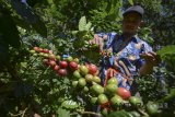 Petani memetik biji kopi arabika di perkebunan kopi Desa Nyalindung, Cipatat, Kabupaten Bandung Barat, Jawa Barat, Kamis (15/3). Asosiasi Eksportir Kopi Indonesia (AEKI) memperkirakan ekspor kopi pada 2018 akan mencapai 420.000 ton hingga 450.000 ton atau naik sekitar 15-18 persen dibandingkan dengan tahun lalu. ANTARA JABAR/Raisan Al Farisi/agr/18
