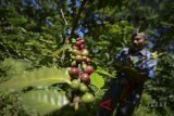 Petani memetik biji kopi arabika di perkebunan kopi Desa Nyalindung, Cipatat, Kabupaten Bandung Barat, Jawa Barat, Kamis (15/3). Asosiasi Eksportir Kopi Indonesia (AEKI) memperkirakan ekspor kopi pada 2018 akan mencapai 420.000 ton hingga 450.000 ton atau naik sekitar 15-18 persen dibandingkan dengan tahun lalu. ANTARA JABAR/Raisan Al Farisi/agr/18