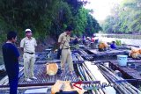 Sejumlah pembudidaya ikan keramba di Kecamatan Haruai, Kabupaten Tabalong masih bertahan hingga sekarang meski kualitas air sungai menurun. Jenis ikan yang dibudidaya antara lain nila dan bawal sedangkan untuk memelihara ikan mas terkendala kondisi air sungai yang mengandung Koi Herpes Virus (KHV). Foto : Antaranews Kalsel/Herlina Lasmianti/M.