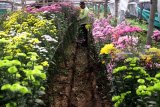 Petani memanen bunga krisan untuk selanjutnya dikirim ke Kalimantan di Sidomulyo, Batu, Jawa Timur, Selasa (20/3). Pemerintah melalui Kementerian Pertanian berupaya memaksimalkan potensi bisnis florikultura dengan memberikan bantuan benih dan pupuk sehingga nantinya mampu menyumbang pertumbuhan ekonomi nasional. Antara Jatim/Ari Bowo Sucipto/zk/18.