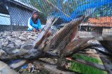 Warga menjemur ikan di Pantai Desa Tanjung, Pamekasan, Jawa Timur,  Selasa (20/3). Dalam satu bulan terakhir harga ikan kering naik sekitar 30 persen dari sebelumnya menyusul tingginya permintaan dari sejumlah daerah di Jateng. Antara Jatim/Saiful Bahri/zk/18