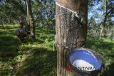 Petani menyadap getah dari pohon karet di Kawasan Hutan Karet Cigentur, Cikalong Wetan, Kabupaten Bandung Barat, Jawa Barat, Kamis (15/3). Setelah sempat melemah akibat meningkatnya cadangan karet di Jepang dan China, pada hari ini harga karet untuk pengiriman Agustus 2018 di Tokyo Commodity Exchange (Tocom), terpantau berbalik menguat 0,21 persen atau 0,4 poin ke level 195,10 yen per kilogram. ANTARA JABAR/Raisan Al Farisi/agr/18