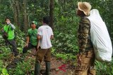 Wakil Ketua DPRD Balangan, M Noor Iswan, saat mengunjungi Hutan Marajai, Halong. Sebagai cikal bakal Kebun Raya Balangan, yang terdapat berbagai tumbuhan dan buah-buahan langka asli lokal pegunungan meratus. Selain itu  terdapat tumbuhan bunga dengan berbagai macam jenis.