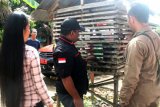 Pensiunan TNI Kodim Muara Teweh serahkan owa-owa ke BKSDA Kalteng