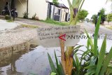 Warga tanam pisang di jalan Kantor Bupati Mamuju