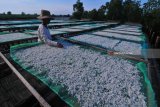 Pekerja menjemur ikan teri nasi di Pesisir Pegagan, Pamekasan, Jawa Timur, Jumat (2/3). Dalam sepekan terakhir harga teri ekspor ditingkat nelayan naik dari Rp20.000 menjadi Rp35.000 per kg karena minimnya stok menjelang berakhirnya musim tangkap ikan tersebut. Antara Jatim/Saiful Bahri/zk/18