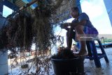 Petani memisahkan rumput laut dari jaring di Pantai Jumiang, Pamekasan, Jawa Timur,  Sabtu (17/3) Tingginya curah hujan dalam dua bulan terakhir menyebabkan komuditas tersebut dipenuhi lumut dan lumpur yang menyebabkan anjloknya produksi hingga 50 persen. Antara Jatim/Saiful Bahri/18
