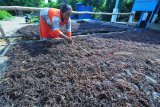 Petani menjemur rumput laut di Pantai Jumiang, Pamekasan, Jawa Timur,  Sabtu (17/3). Tingginya curah hujan dalam dua bulan terakhir menyebabkan komuditas tersebut dipenuhi lumut dan lumpur yang menyebabkan anjloknya produksi hingga 50 persen. Antara Jatim/Saiful Bahri/18