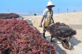 Petani memamen rumput laut di Pantai Jumiang, Pamekasan, Jawa Timur,  Sabtu (17/3). Tingginya curah hujan dalam dua bulan terakhir menyebabkan komuditas tersebut dipenuhi lumut dan lumpur yang menyebabkan anjloknya produksi hingga 50 persen. Antara Jatim/Saiful Bahri/zk/18