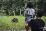 Pengunjung mengamati orang utan Kalimantan (Pongo Pygmaeus) dengan nama Ozon (22) yang tengah viral akibat pengunjung memberikan rokok di Kebun Binatang Bandung, Jawa Barat, Kamis (8/3). Selain menempuh jalur hukum, pengelola Kebun Binatang Bandung akan memberikan sanksi sosial kepada pelempar rokok dengan cara mempublikasikan foto pelempar rokok melalui media sosial dan selebaran. ANTARA JABAR/Raisan Al Farisi/agr/18