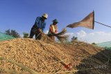 Petani memanen padi di Desa Pabean Udik, Indramayu, Jawa Barat, Sabtu (31/3). Bulog Subdrive Indramayu masih kesulitan menyerap gabah petani karena harga gabah petani lebih tinggi dari Harga Pembelian Pemerintah. ANTARA JABAR/Dedhez Anggara/agr/18.