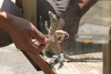 Petugas menunjukkan bayi Komodo di Kebun Binatang Surabaya, Jawa Timur, Minggu (18/3). Populasi Komodo di Kebun Binatang Surabaya (KBS) bertambah menjadi 76 ekor setelah 11 ekor bayi Komodo menetas yang berasal dari tiga Komodo betina milik KBS bernama Genok, Juminten dan Agustin. ANTARA FOTO/Didik Suhartono/18