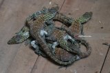 Sejumlah bayi Komodo bergerombol di kandang di Kebun Binatang Surabaya, Jawa Timur, Minggu (18/3). Populasi Komodo di Kebun Binatang Surabaya (KBS) bertambah menjadi 76 ekor setelah 11 ekor bayi Komodo menetas yang berasal dari tiga Komodo betina milik KBS bernama Genok, Juminten dan Agustin. Antara Jatim/Didik Suhartono/zk/18