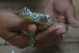 Petugas menunjukkan bayi Komodo di Kebun Binatang Surabaya, Jawa Timur, Minggu (18/3). Populasi Komodo di Kebun Binatang Surabaya (KBS) bertambah menjadi 76 ekor setelah 11 ekor bayi Komodo menetas yang berasal dari tiga Komodo betina milik KBS bernama Genok, Juminten dan Agustin. ANTARA FOTO/Didik Suhartono/18