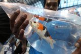 Peserta mempersiapkan ikan Koi miliknya saat acara bertajuk 'Kediri Koi Show 2018' di Convention Hall Simpang Lima Gumul, Kediri, Jawa Timur, Sabtu (3/3). Kontes ikan Koi bertaraf nasional guna memperingati hari jadi ke-1214 Kabupaten Kediri tersebut diikuti oleh 207 peserta dari sejumlah daerah se-Indonesia dan menampilkan sebanyak 700 ekor ikan Koi berbagai jenis. Antara Jatim/Prasetia Fauzani/zk/18