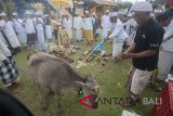 Tokoh adat menggoreskan senjata secara simbolis terhadap hewan kurban dalam upacara Mepepada di Pura Besakih, Karangasem, Bali, Kamis (15/3). Upacara berkeliling Pura membawa sejumlah hewan kurban tersebut merupakan rangkaian upacara Tawur Kesanga yaitu ritual untuk menetralisir hal-hal negatif sekaligus penyucikan alam sebelum Hari Raya Nyepi. Antaranews Bali/Nyoman Budhiana/2018.